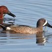 Blue-winged Teal